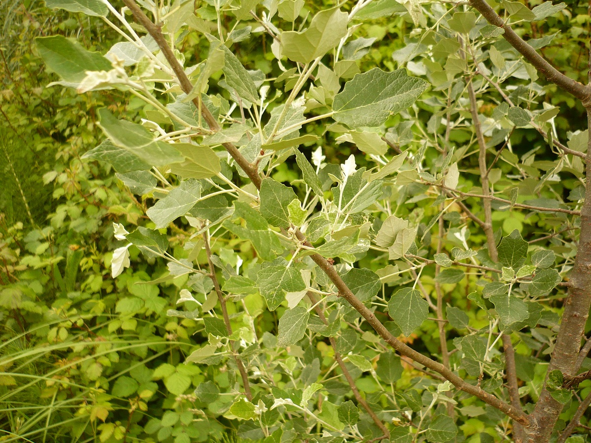 Populus x canescens (Salicaceae)
